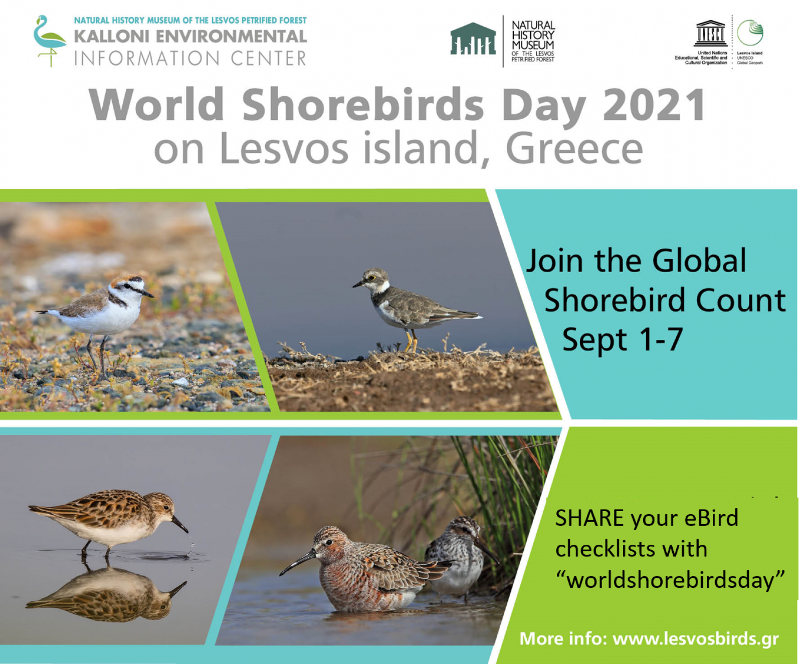 Join The Global Shorebirds Count While On Lesvos | Kalloni ...